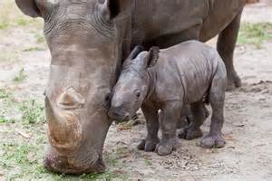baby-and-mother-rhino