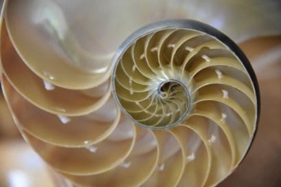 nautilus-cutaway-shell